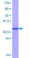 PANX2 / Pannexin 2 Protein - 12.5% SDS-PAGE Stained with Coomassie Blue.