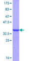 PANX2 / Pannexin 2 Protein - 12.5% SDS-PAGE Stained with Coomassie Blue.