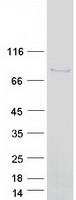PANX2 / Pannexin 2 Protein - Purified recombinant protein PANX2 was analyzed by SDS-PAGE gel and Coomassie Blue Staining