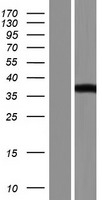 PAOX / PAO Protein - Western validation with an anti-DDK antibody * L: Control HEK293 lysate R: Over-expression lysate