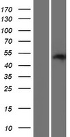 PAOX / PAO Protein - Western validation with an anti-DDK antibody * L: Control HEK293 lysate R: Over-expression lysate