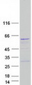 PAOX / PAO Protein - Purified recombinant protein PAOX was analyzed by SDS-PAGE gel and Coomassie Blue Staining