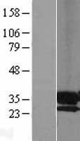PAP2a / PPAP2A Protein - Western validation with an anti-DDK antibody * L: Control HEK293 lysate R: Over-expression lysate