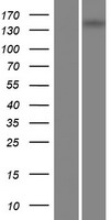 PAPLN Protein - Western validation with an anti-DDK antibody * L: Control HEK293 lysate R: Over-expression lysate