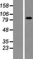 PAPOLA Protein - Western validation with an anti-DDK antibody * L: Control HEK293 lysate R: Over-expression lysate
