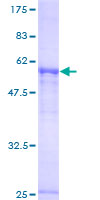 PAPOLA Protein - 12.5% SDS-PAGE of human PAPOLA stained with Coomassie Blue