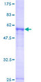 PAPOLA Protein - 12.5% SDS-PAGE of human PAPOLA stained with Coomassie Blue