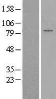 PAPOLG Protein - Western validation with an anti-DDK antibody * L: Control HEK293 lysate R: Over-expression lysate