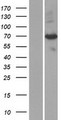 PAPSS 1 Protein - Western validation with an anti-DDK antibody * L: Control HEK293 lysate R: Over-expression lysate
