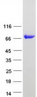 PAPSS 1 Protein - Purified recombinant protein PAPSS1 was analyzed by SDS-PAGE gel and Coomassie Blue Staining
