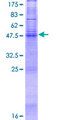 PAQR3 Protein - 12.5% SDS-PAGE of human PAQR3 stained with Coomassie Blue