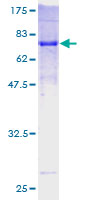 PAR6B / PARD6B Protein - 12.5% SDS-PAGE of human PARD6B stained with Coomassie Blue
