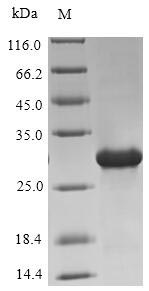 Paralemmin / PALM Protein - (Tris-Glycine gel) Discontinuous SDS-PAGE (reduced) with 5% enrichment gel and 15% separation gel.