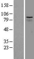 Paraplegin / SPG7 Protein - Western validation with an anti-DDK antibody * L: Control HEK293 lysate R: Over-expression lysate