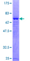PARD6A / PAR6 Protein - 12.5% SDS-PAGE of human PARD6A stained with Coomassie Blue
