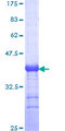 PARD6A / PAR6 Protein - 12.5% SDS-PAGE Stained with Coomassie Blue.