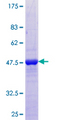 PARK7 / DJ-1 Protein - 12.5% SDS-PAGE of human PARK7 stained with Coomassie Blue
