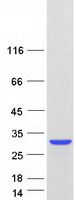 PARK7 / DJ-1 Protein - Purified recombinant protein PARK7 was analyzed by SDS-PAGE gel and Coomassie Blue Staining