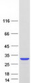 PARK7 / DJ-1 Protein - Purified recombinant protein PARK7 was analyzed by SDS-PAGE gel and Coomassie Blue Staining