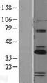 PARP16 Protein - Western validation with an anti-DDK antibody * L: Control HEK293 lysate R: Over-expression lysate