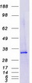 PARP16 Protein - Purified recombinant protein PARP16 was analyzed by SDS-PAGE gel and Coomassie Blue Staining