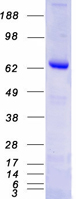 PARP3 Protein - Purified recombinant protein PARP3 was analyzed by SDS-PAGE gel and Coomassie Blue Staining
