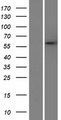 PARPBP / C12orf48 Protein - Western validation with an anti-DDK antibody * L: Control HEK293 lysate R: Over-expression lysate