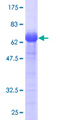 PARVA Protein - 12.5% SDS-PAGE of human PARVA stained with Coomassie Blue