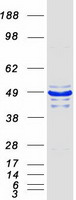 PARVB Protein - Purified recombinant protein PARVB was analyzed by SDS-PAGE gel and Coomassie Blue Staining