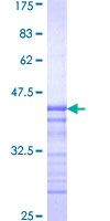 PAS Kinase / PASK Protein - 12.5% SDS-PAGE Stained with Coomassie Blue.