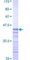 PAS Kinase / PASK Protein - 12.5% SDS-PAGE Stained with Coomassie Blue.