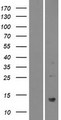 PATE2 Protein - Western validation with an anti-DDK antibody * L: Control HEK293 lysate R: Over-expression lysate