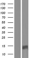 PATE4 Protein - Western validation with an anti-DDK antibody * L: Control HEK293 lysate R: Over-expression lysate