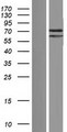 PATL2 Protein - Western validation with an anti-DDK antibody * L: Control HEK293 lysate R: Over-expression lysate