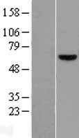 PATZ1 / PATZ Protein - Western validation with an anti-DDK antibody * L: Control HEK293 lysate R: Over-expression lysate