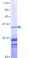 PAWR / PAR4 Protein - 12.5% SDS-PAGE Stained with Coomassie Blue.