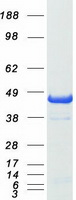 PAWR / PAR4 Protein - Purified recombinant protein PAWR was analyzed by SDS-PAGE gel and Coomassie Blue Staining