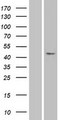 PAX1 Protein - Western validation with an anti-DDK antibody * L: Control HEK293 lysate R: Over-expression lysate