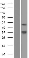 PAX2 Protein - Western validation with an anti-DDK antibody * L: Control HEK293 lysate R: Over-expression lysate