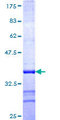 PAX3 Protein - 12.5% SDS-PAGE Stained with Coomassie Blue.