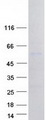 PAX3 Protein - Purified recombinant protein PAX3 was analyzed by SDS-PAGE gel and Coomassie Blue Staining