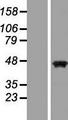 PAX5 Protein - Western validation with an anti-DDK antibody * L: Control HEK293 lysate R: Over-expression lysate