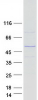 PAX5 Protein - Purified recombinant protein PAX5 was analyzed by SDS-PAGE gel and Coomassie Blue Staining
