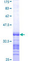 PAX6 Protein - 12.5% SDS-PAGE Stained with Coomassie Blue.