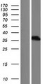 PAX8 Protein - Western validation with an anti-DDK antibody * L: Control HEK293 lysate R: Over-expression lysate