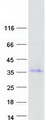 PAX8 Protein - Purified recombinant protein PAX8 was analyzed by SDS-PAGE gel and Coomassie Blue Staining