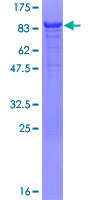 PAXBP1 / GCFC1 Protein - 12.5% SDS-PAGE of human C21orf66 stained with Coomassie Blue
