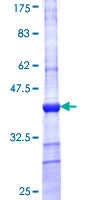 PAXIP1 / PTIP Protein - 12.5% SDS-PAGE Stained with Coomassie Blue