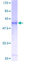 PBK / TOPK Protein - 12.5% SDS-PAGE of human PBK stained with Coomassie Blue