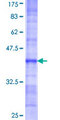 PBK / TOPK Protein - 12.5% SDS-PAGE Stained with Coomassie Blue.